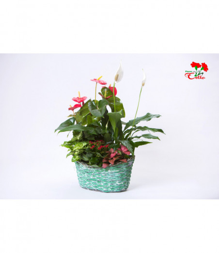Cesta de  Anthurium, Spatiphilium, Syngonium, Fittonia y Kalanchoë