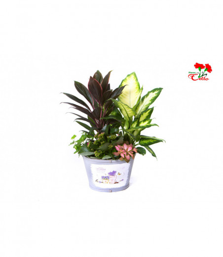 Cesta Cordylinia, Dieffembachia, Kalanchoë, Hiedra y Fittonia