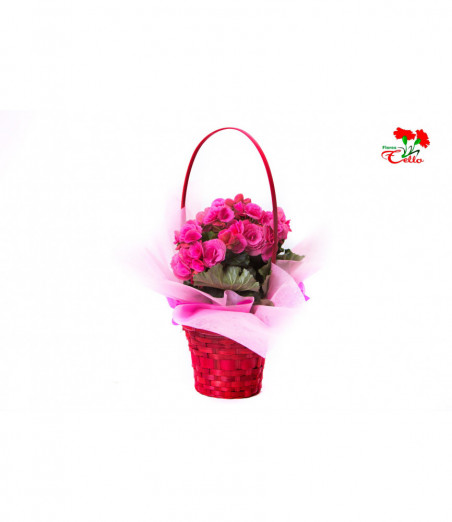 Cesta de begonias