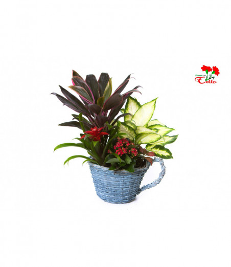 Cesta de Cordyline, Guzmania, Fittonia, Dieffembachia y Kalanchoë