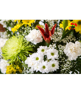 Centro Lilium, Clavel y Margarita